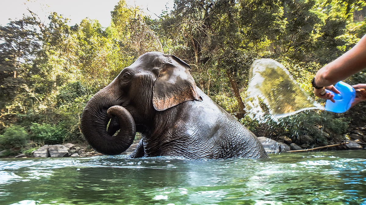 Elephant standing chest-deep in a river being rinsed by hand
