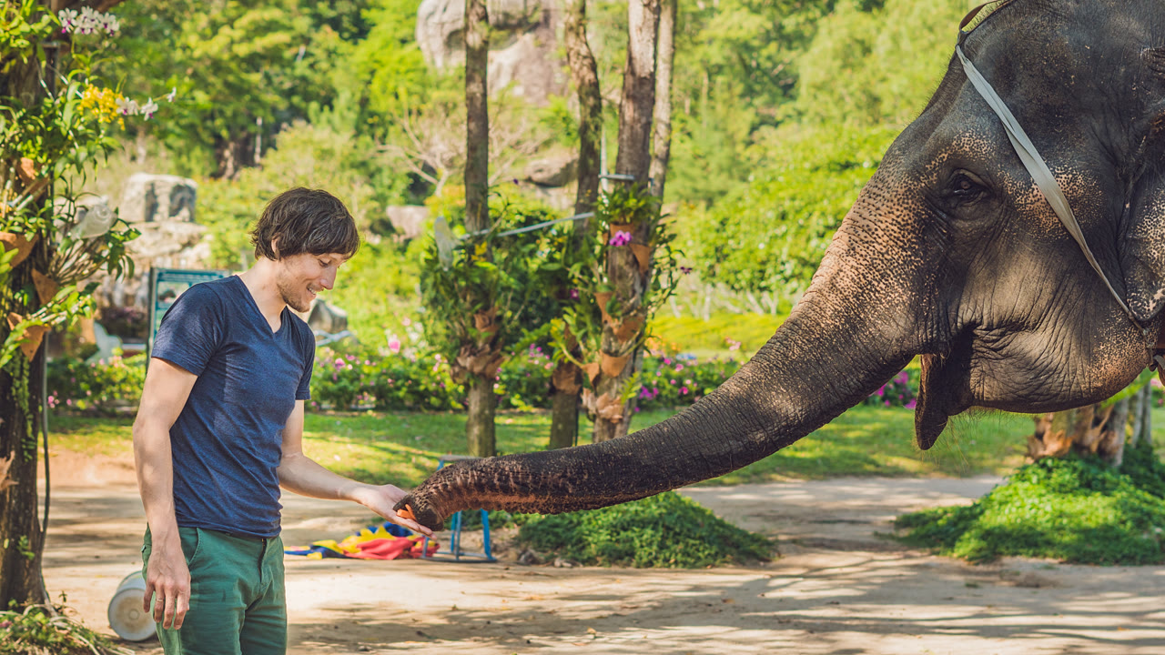 Guest hand-feeding an Asian elephant that is reaching out with its trunk in a tropical camp near Pattaya