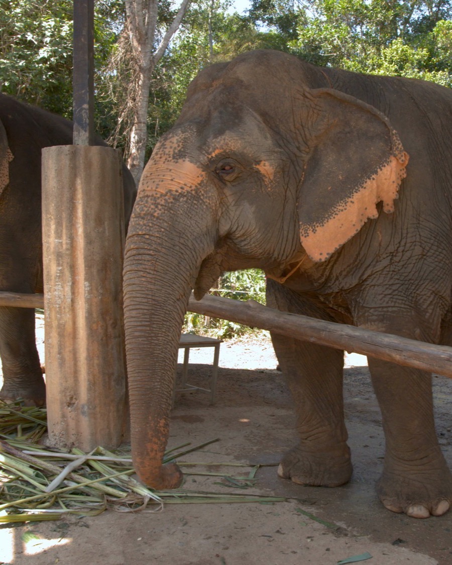 Visitor hand-feeding sugar cane to an Asian elephant during the feeding programme at the camp near Pattaya