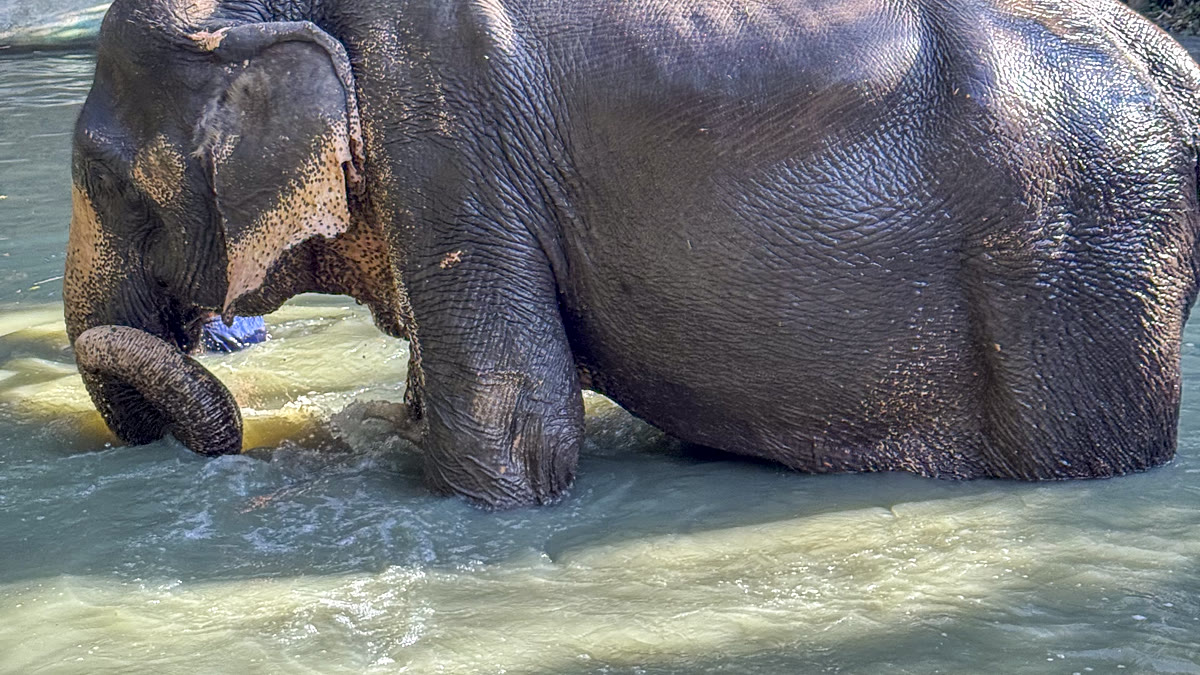 Asian elephant washing itself chest-deep in a shallow river, the river stop on the 5-hour tour