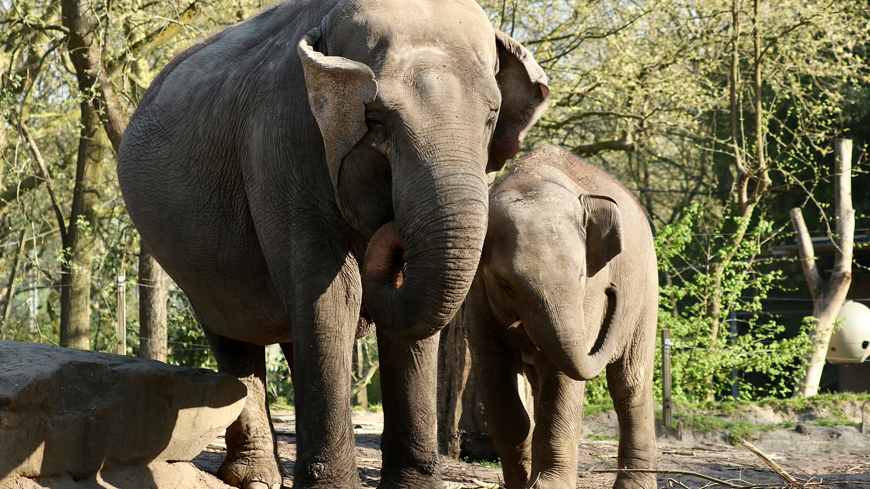 Asian elephants standing among trees in a Chonburi conservation park inland from Pattaya