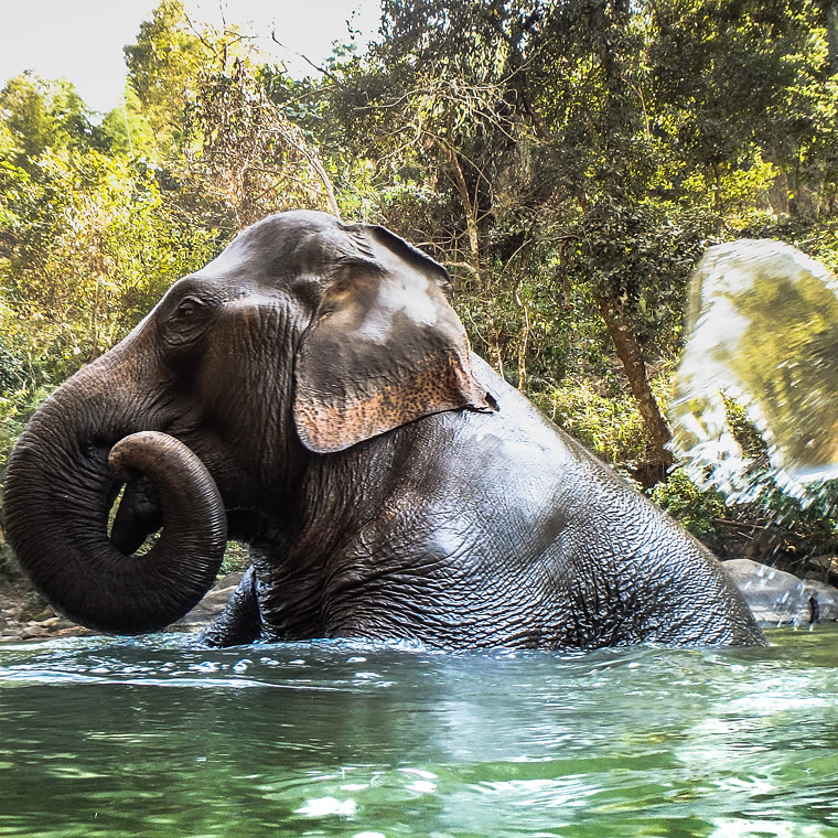Hands pouring river water over an elephant's back