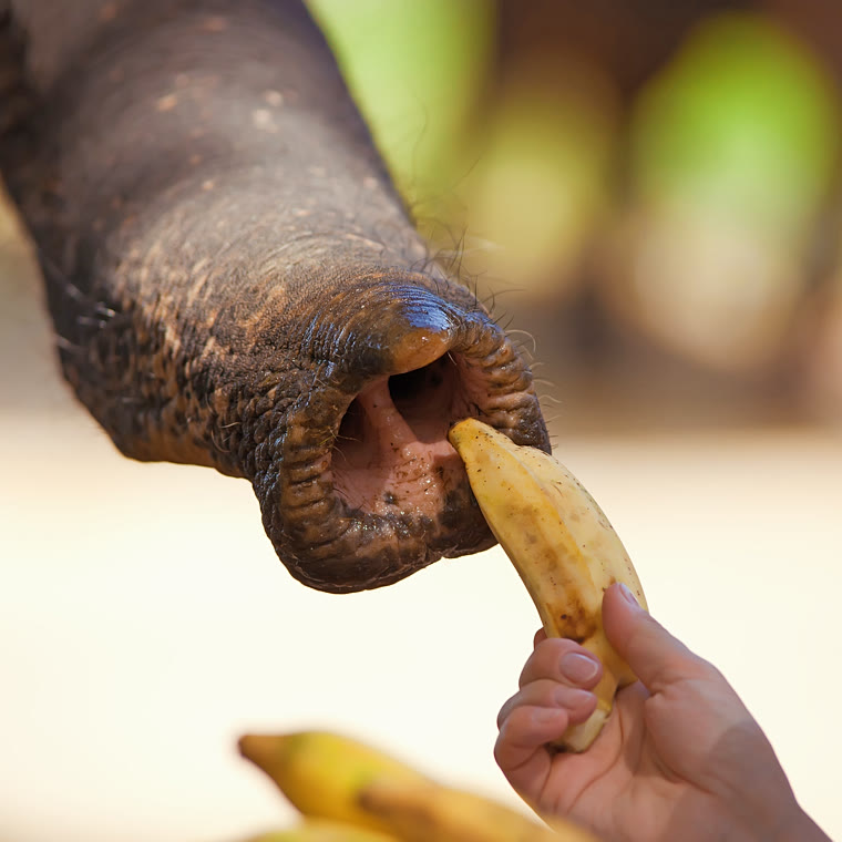 An elephant's trunk curling around a banana held out from a visitor's hand