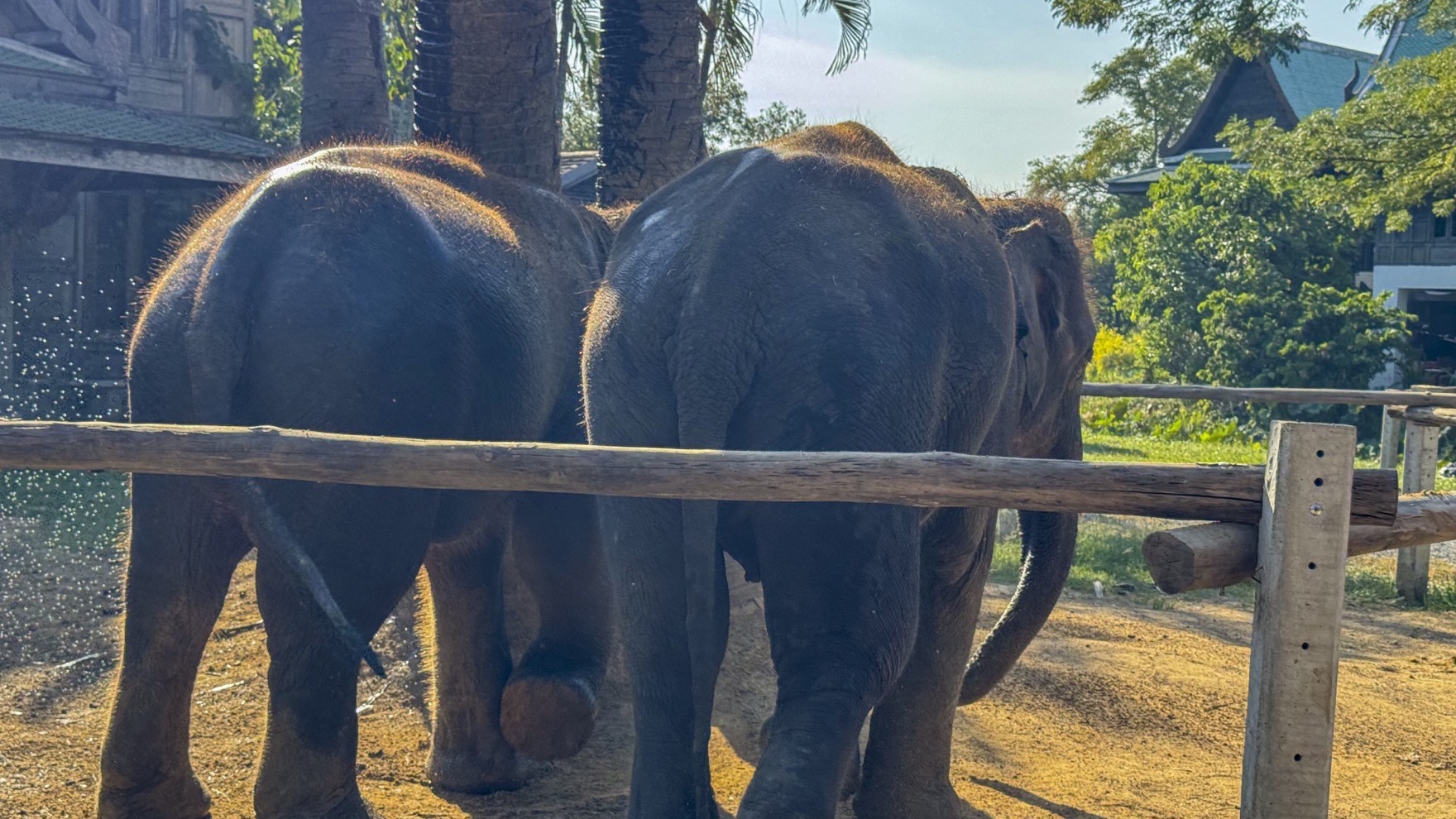Two Asian elephants standing side by side in the shade of a conservation park enclosure near Pattaya, Chonburi