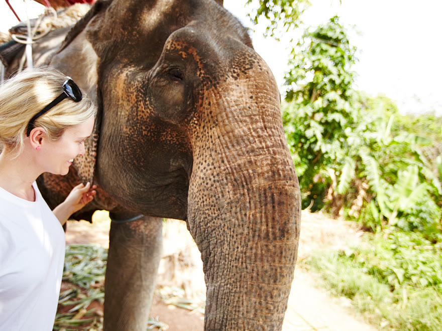 Visitor standing beside an elephant in the jungle, no saddle in sight