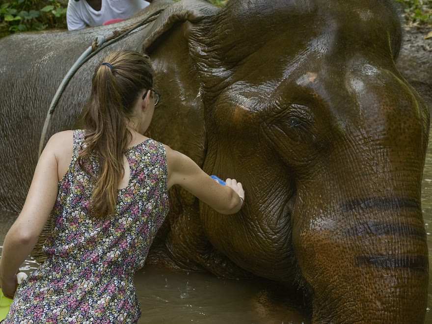Guest washing an elephant standing in a shallow pool during the mud bath programme
